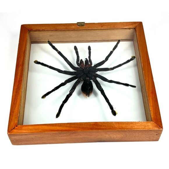 Tarantula Taxidermy Yucatan Rust Rump Giant Hairy Real Spider Between Glass - Picture 9 of 15